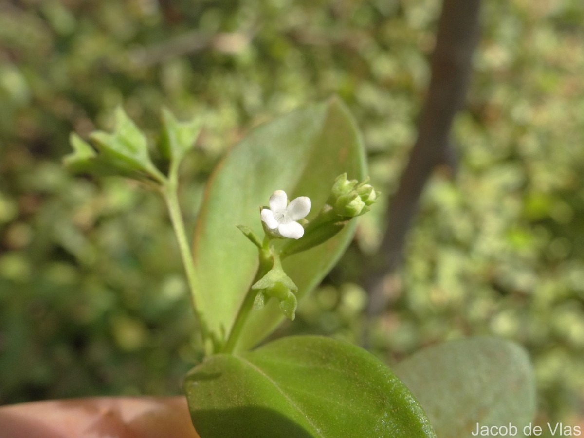 Leptopetalum biflorum (L.) Neupane & N.Wikstr.
